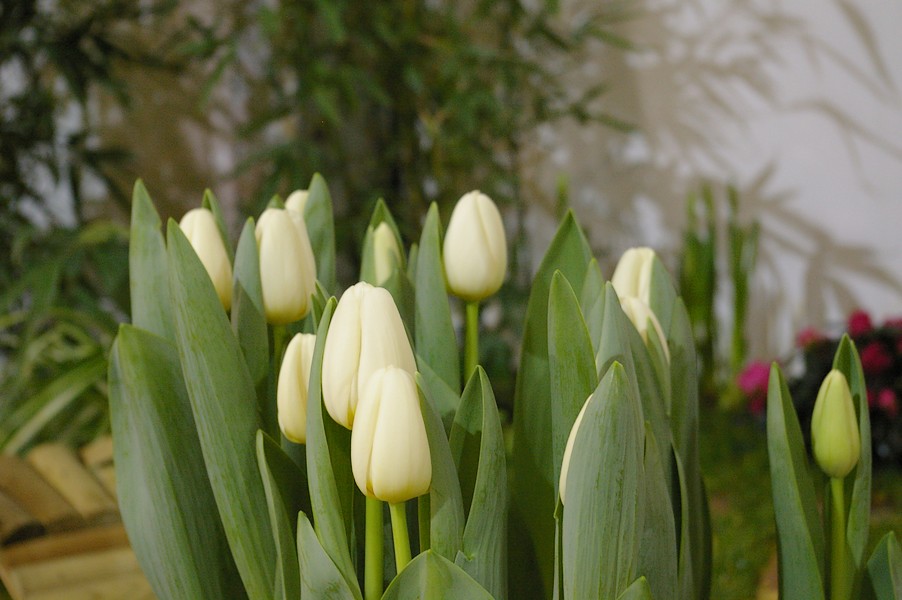 macro fleurs: macro fleurs 012